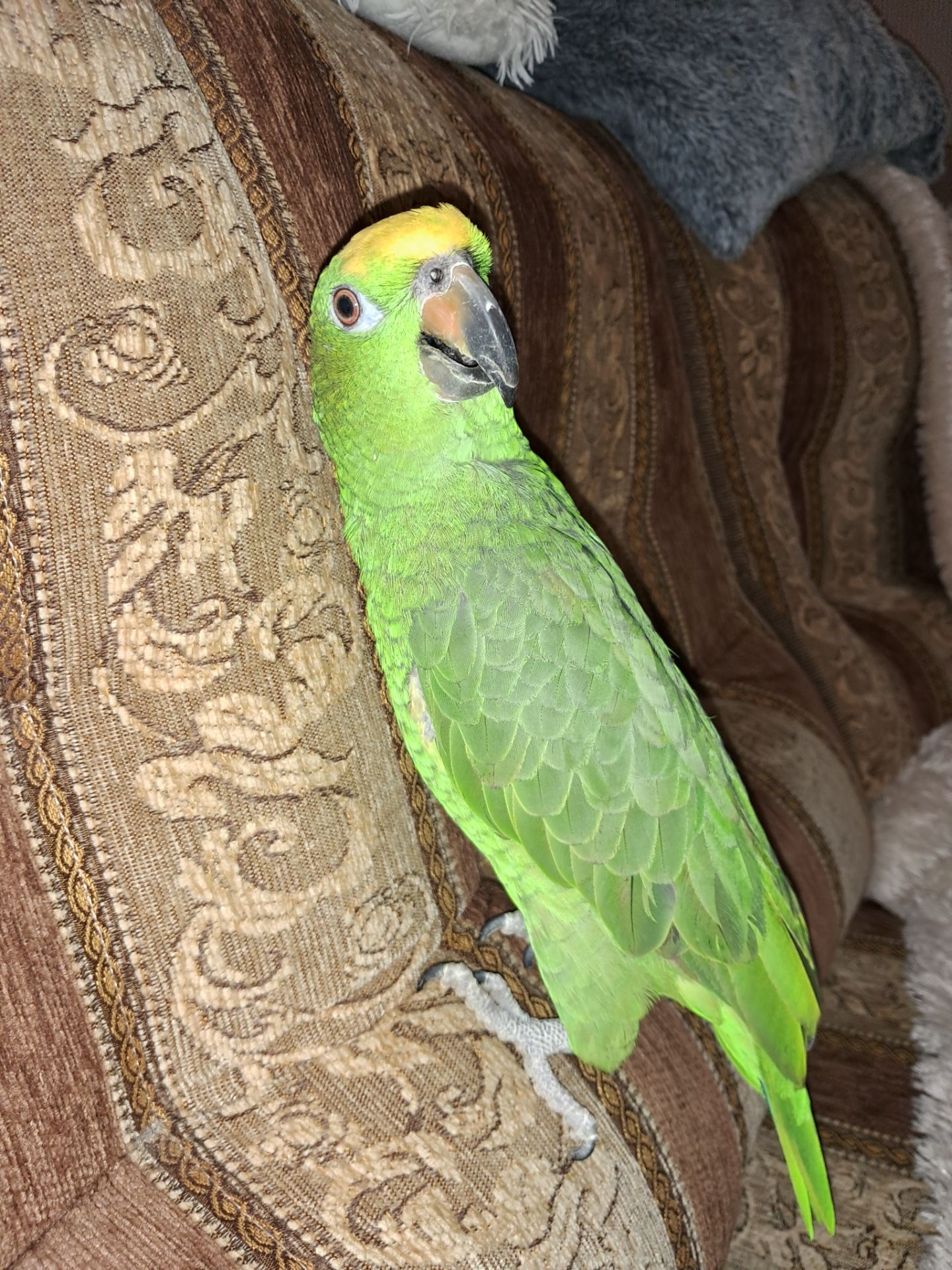 Продажа желтолобого Амазона