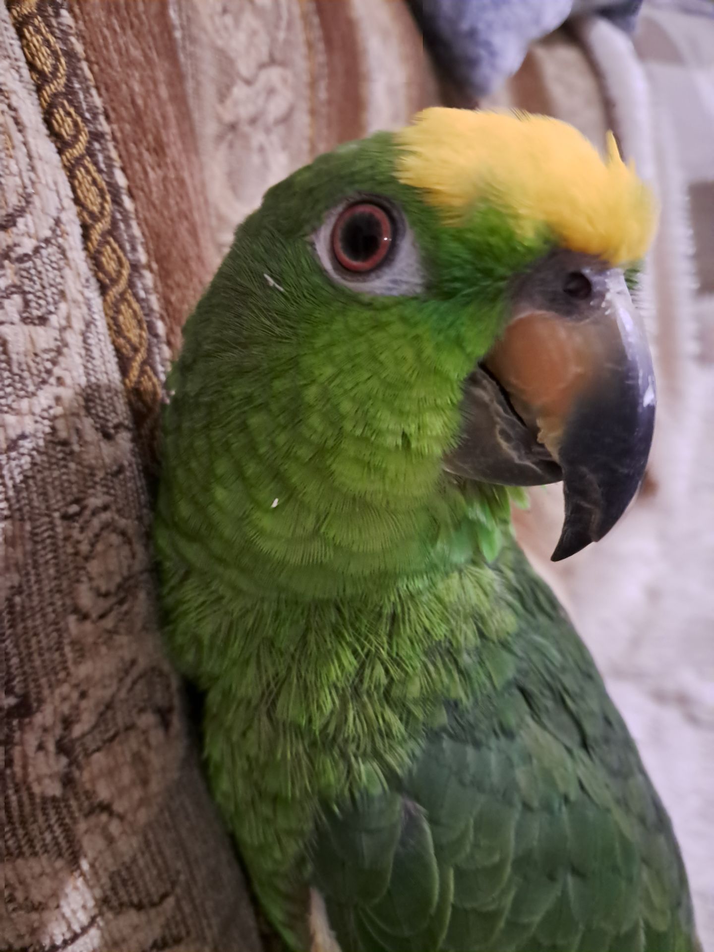 Продажа желтолобого Амазона