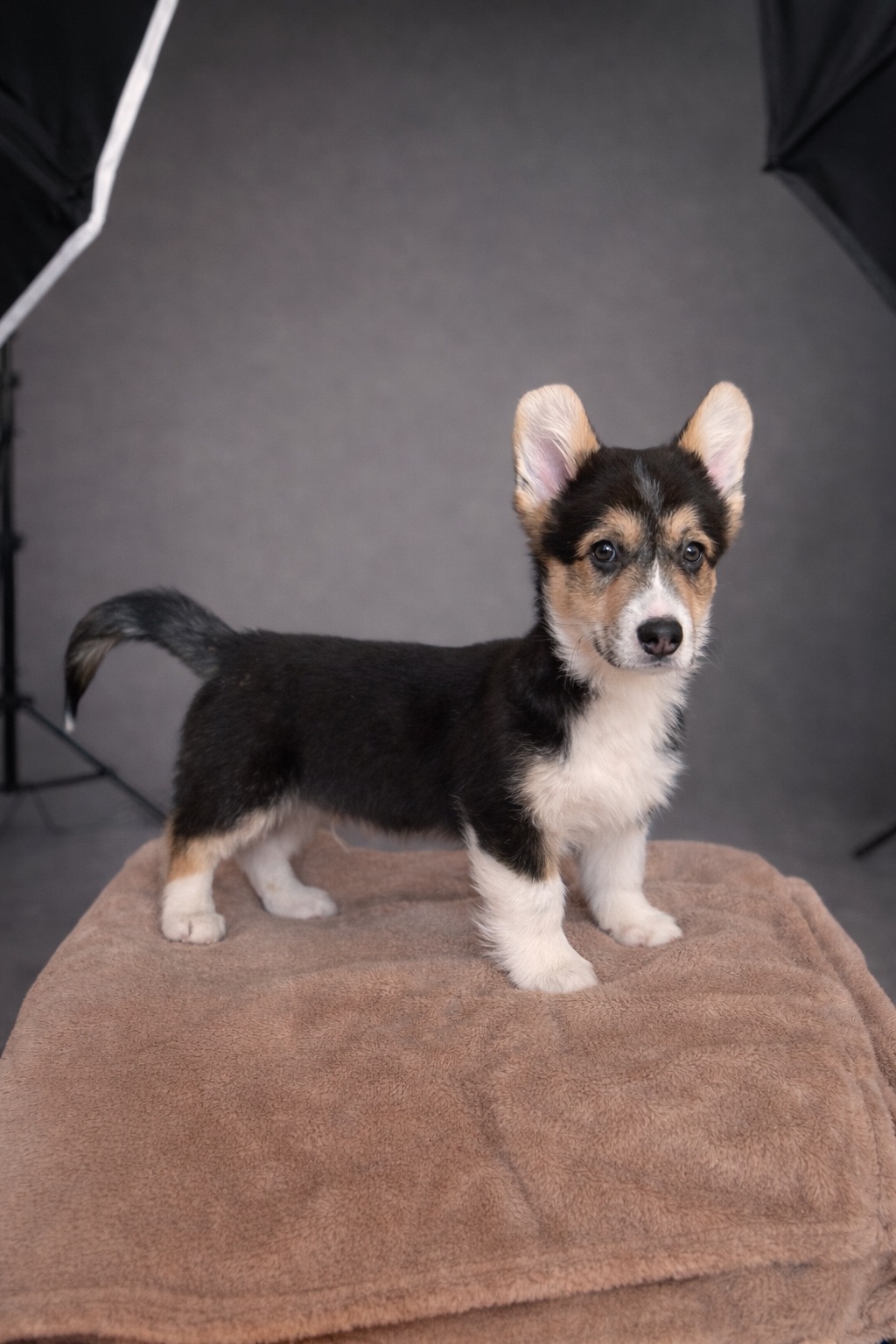 Цуценя вельш-коргі пемброк