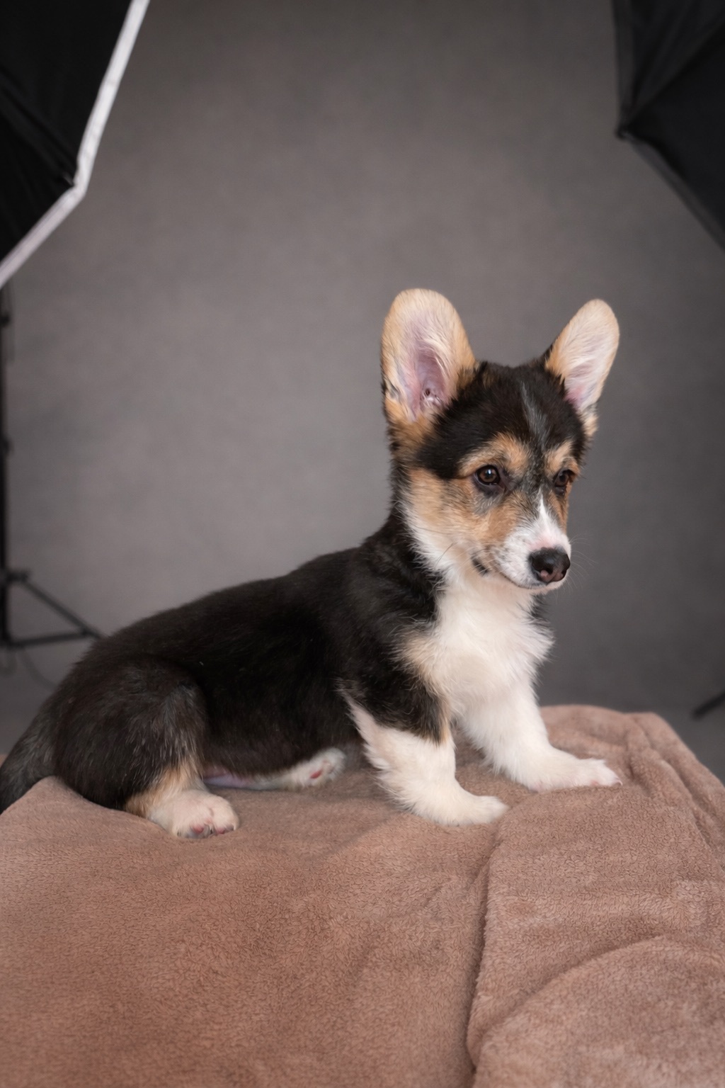 Цуценя вельш-коргі пемброк