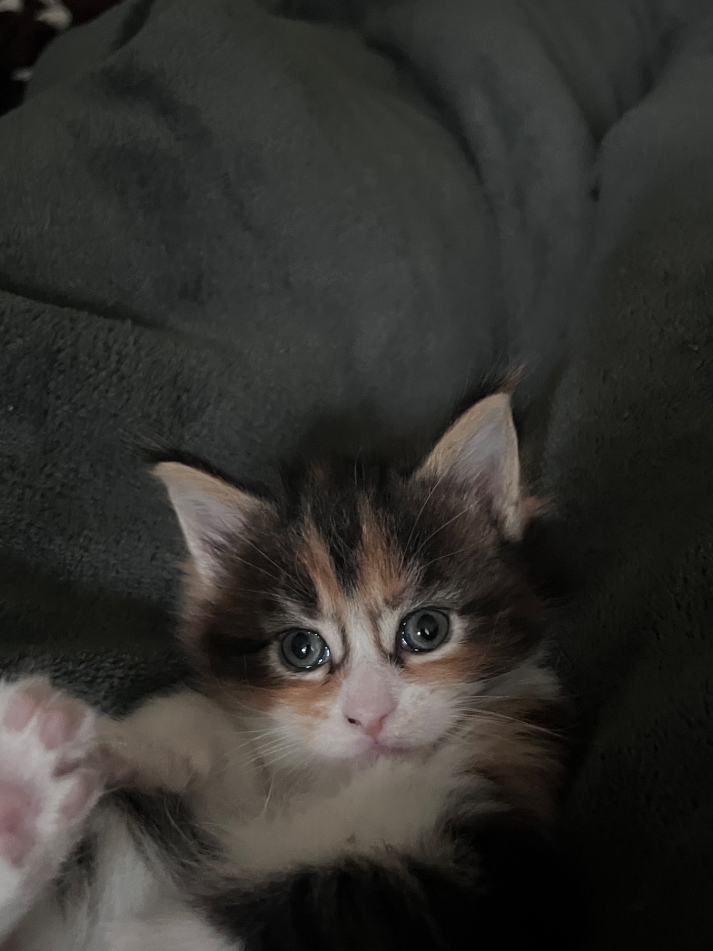 Кошенята Мейн-кун