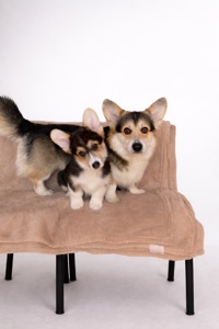 Цуценя вельш-коргі пемброк