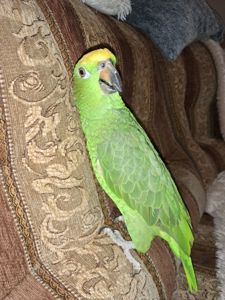 Продажа желтолобого Амазона