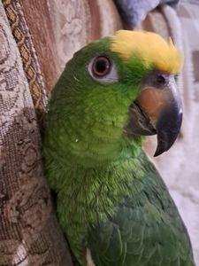 Продажа желтолобого Амазона