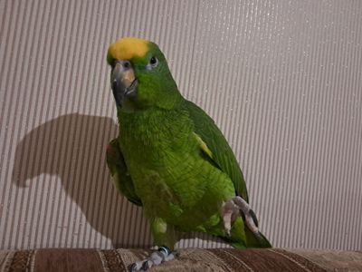 Продажа желтолобого Амазона