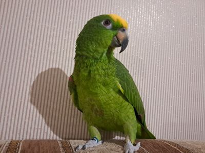 Продажа желтолобого Амазона