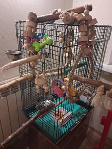 Продажа желтолобого Амазона