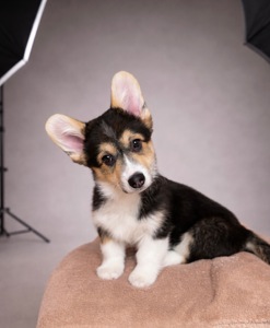 Цуценя вельш-коргі пемброк