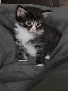 Кошенята Мейн-кун