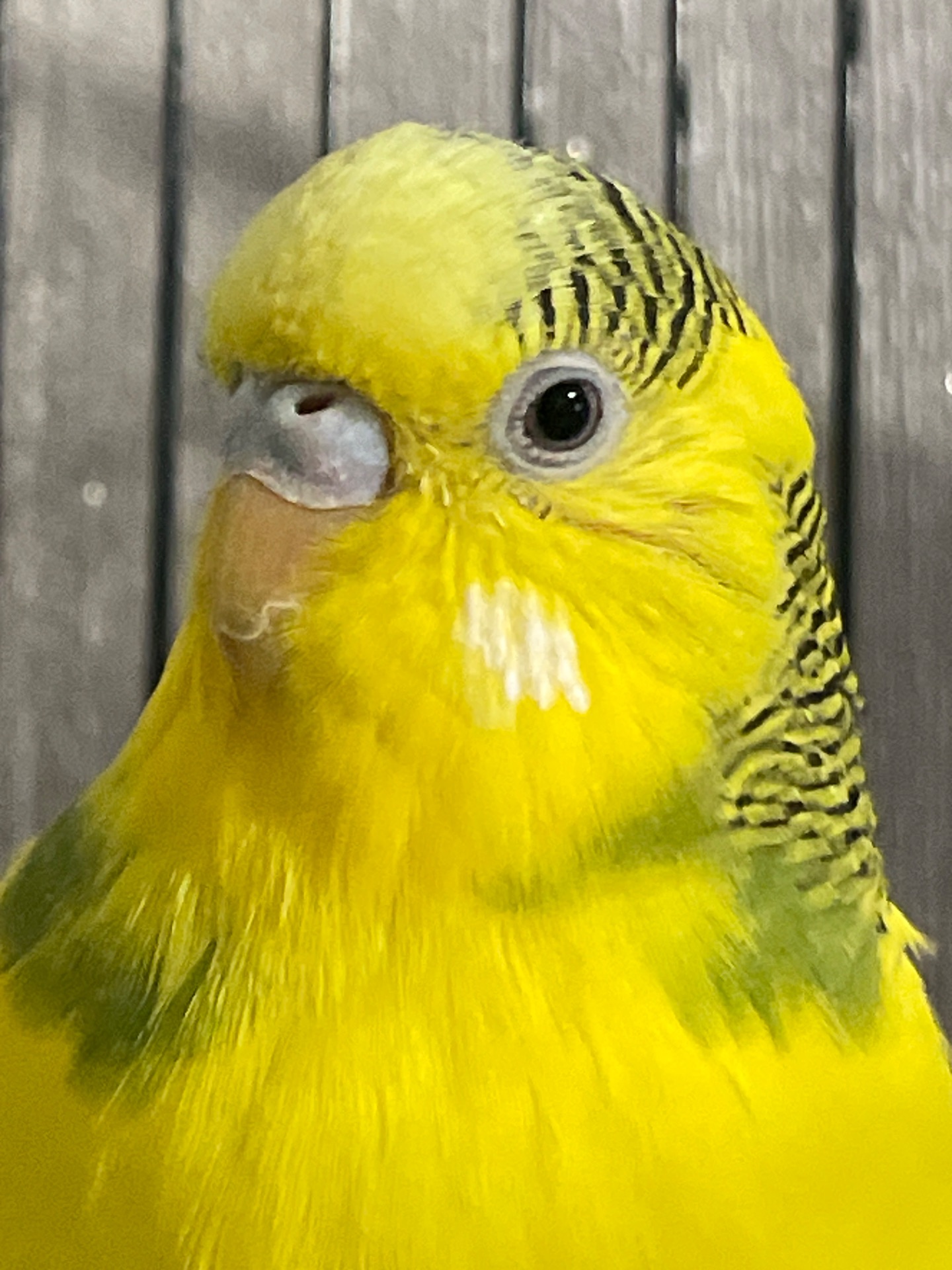 Хвиляста молода дівчинка