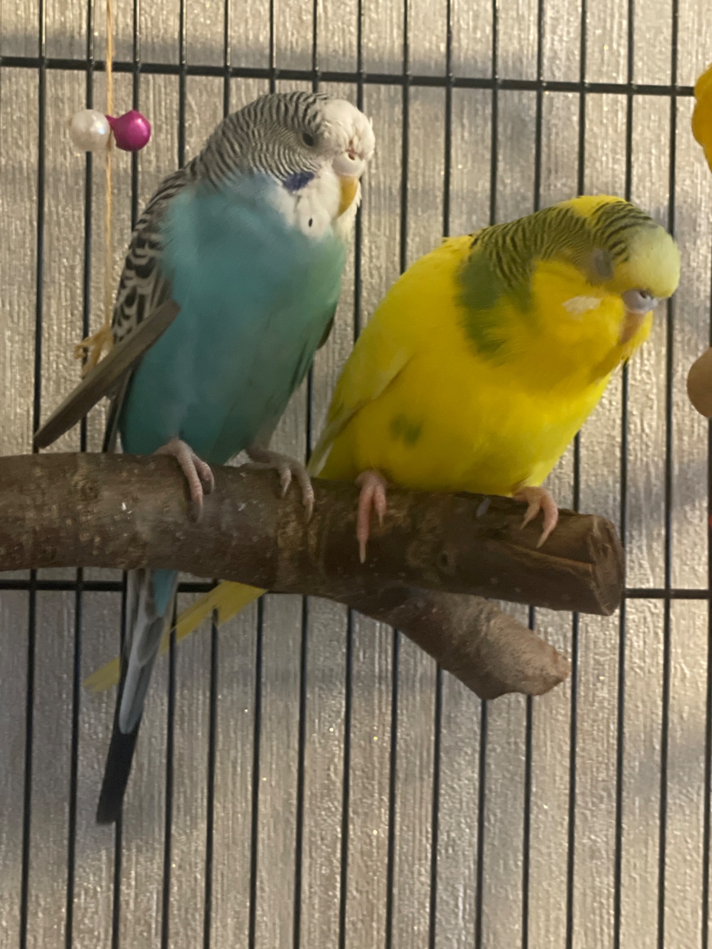 Хвиляста молода дівчинка