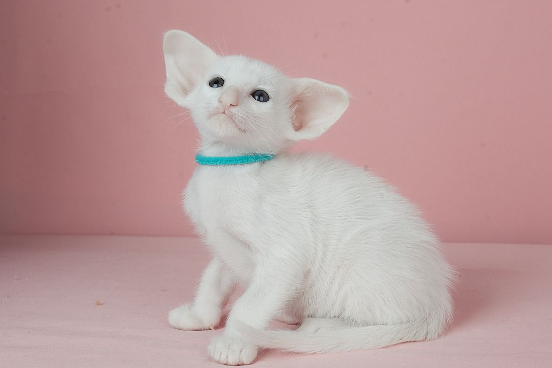 Кошеня оріентальне біле