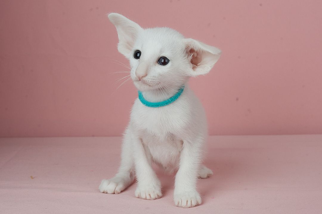 Кошеня оріентальне біле