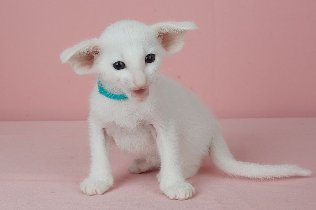 Кошеня оріентальне біле