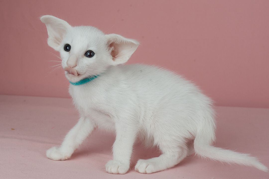 Кошеня оріентальне біле