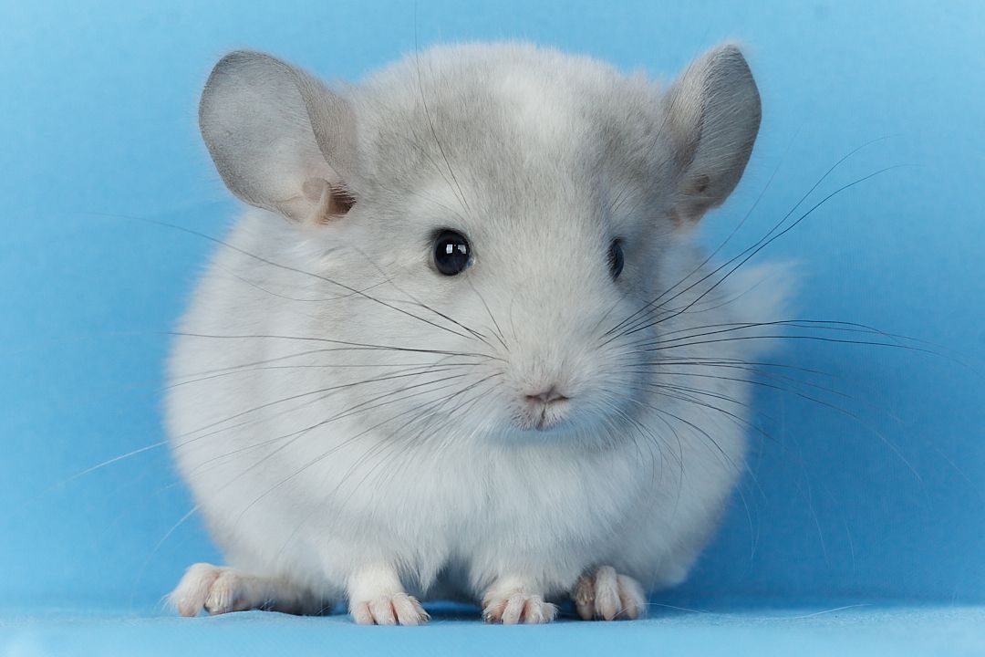 Маленький хлопчик шиншилла Білий Фіолет