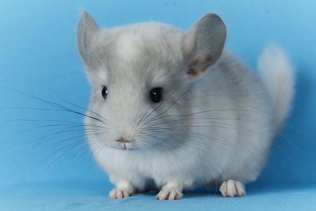 Маленький хлопчик шиншилла Білий Фіолет