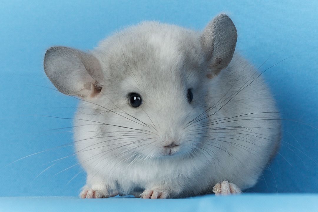 Маленький хлопчик шиншилла Білий Фіолет