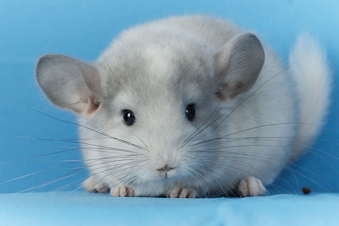 Маленький хлопчик шиншилла Білий Фіолет