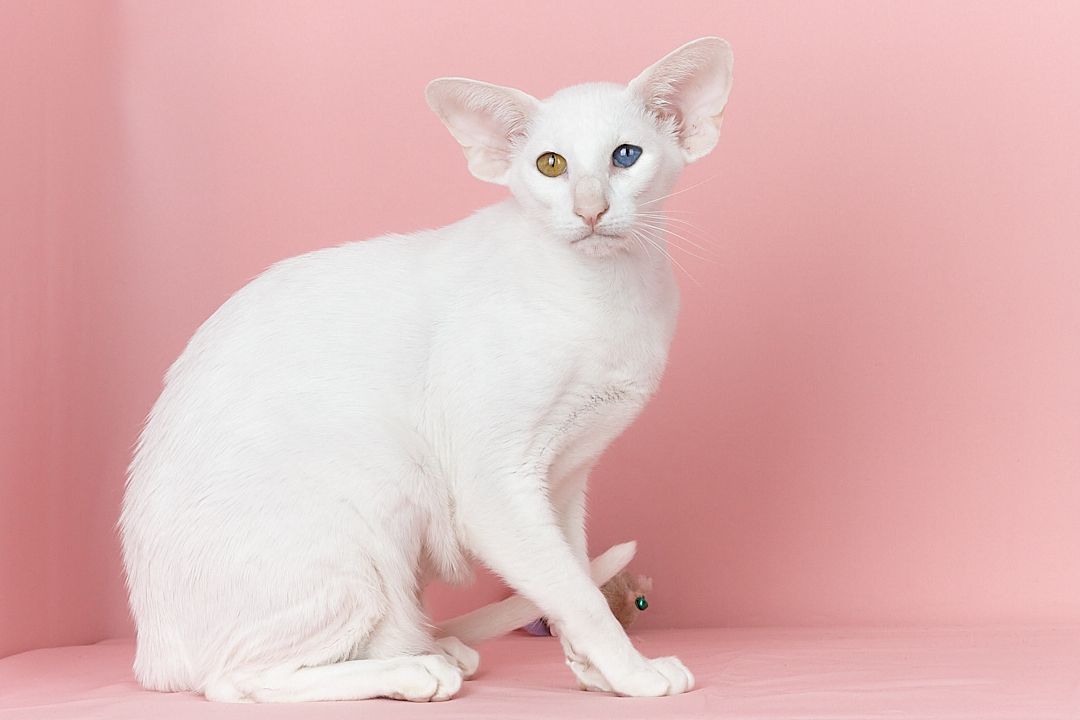 Біла оріентальна кішка