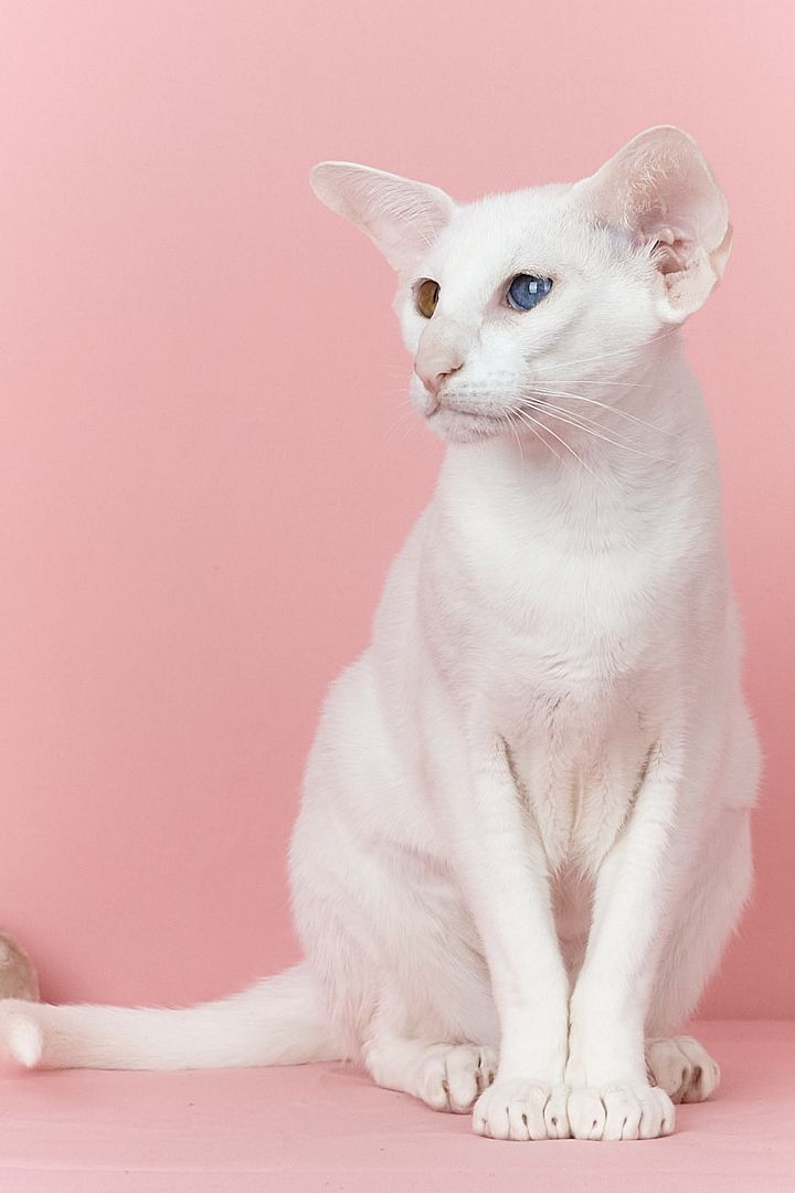 Біла оріентальна кішка