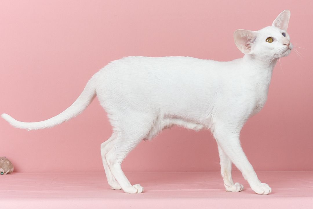 Біла оріентальна кішка