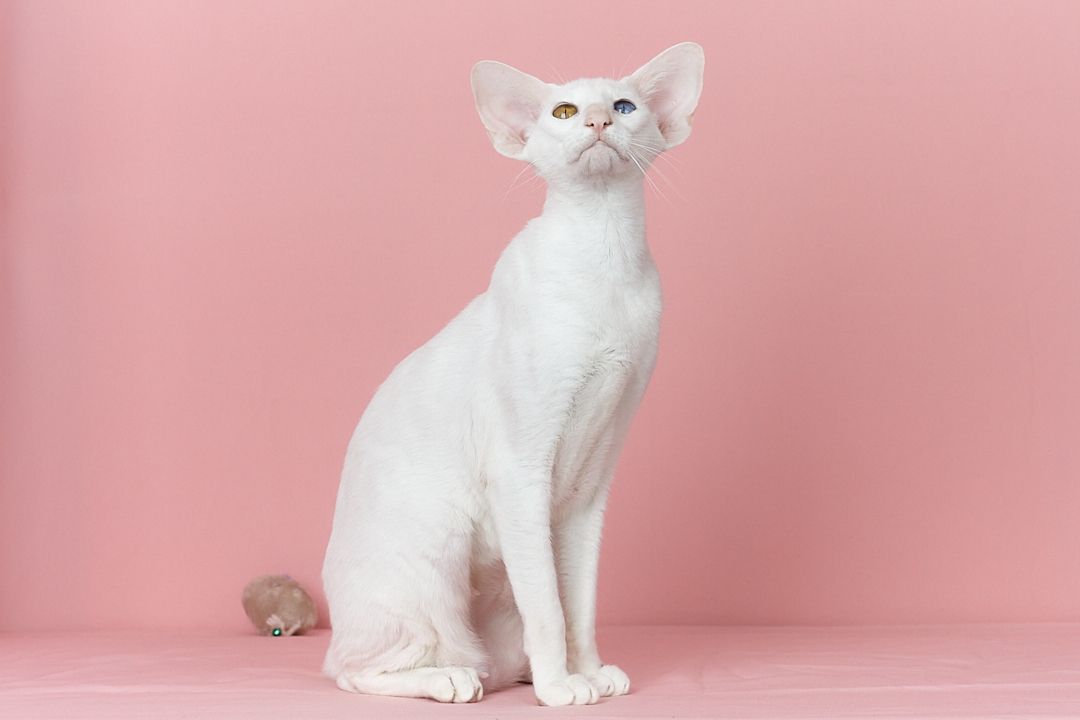 Біла оріентальна кішка