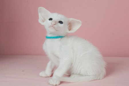 Кошеня оріентальне біле