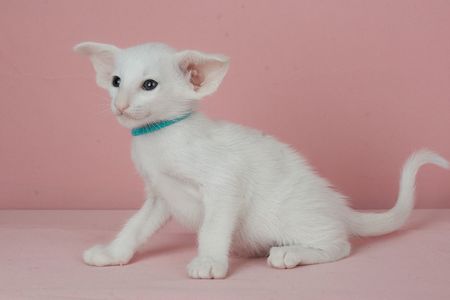 Кошеня оріентальне біле