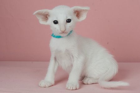 Кошеня оріентальне біле