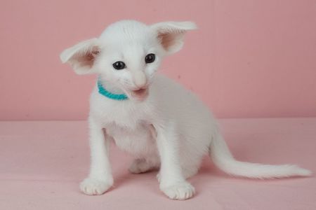 Кошеня оріентальне біле