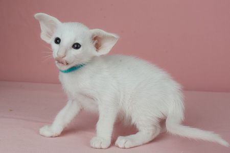 Кошеня оріентальне біле