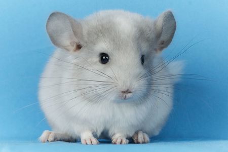 Маленький хлопчик шиншилла Білий Фіолет