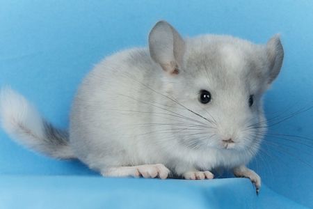 Маленький хлопчик шиншилла Білий Фіолет