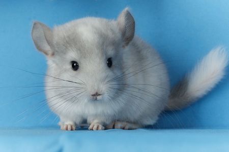 Маленький хлопчик шиншилла Білий Фіолет