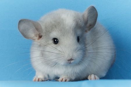 Маленький хлопчик шиншилла Білий Фіолет