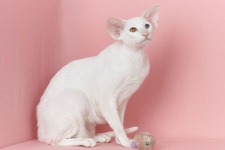 Біла оріентальна кішка