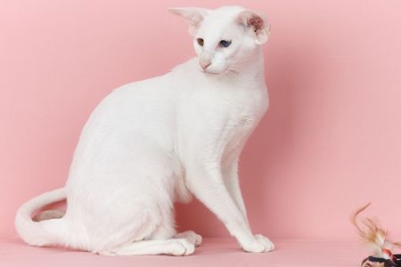 Біла оріентальна кішка