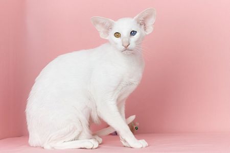 Біла оріентальна кішка
