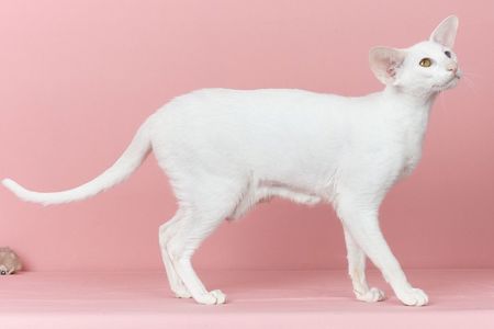 Біла оріентальна кішка
