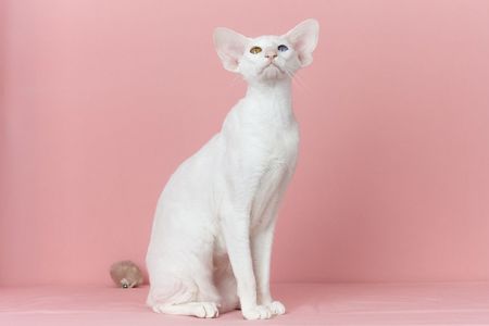 Біла оріентальна кішка