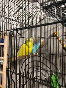 Хвиляста молода дівчинка