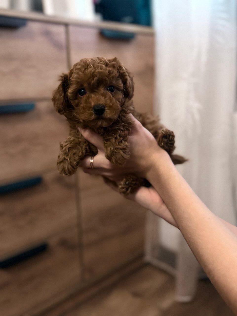 Цуцики той пуделя