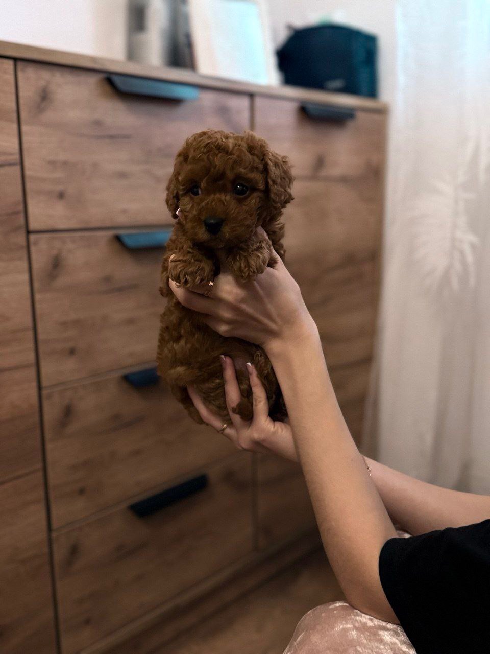 Цуцики той пуделя