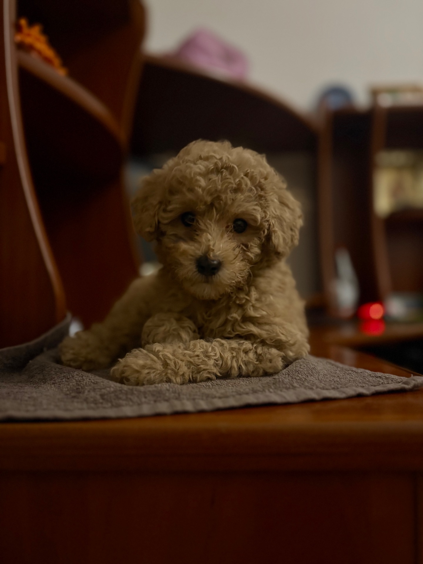 Цуцики той пуделя