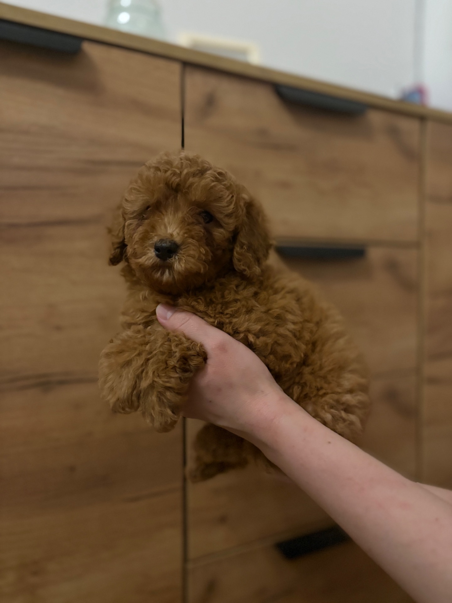 Цуцики той пуделя