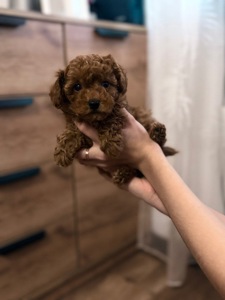 Цуцики той пуделя