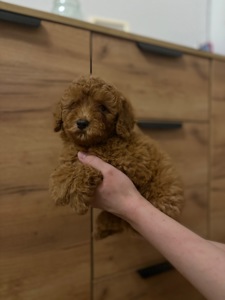 Цуцики той пуделя