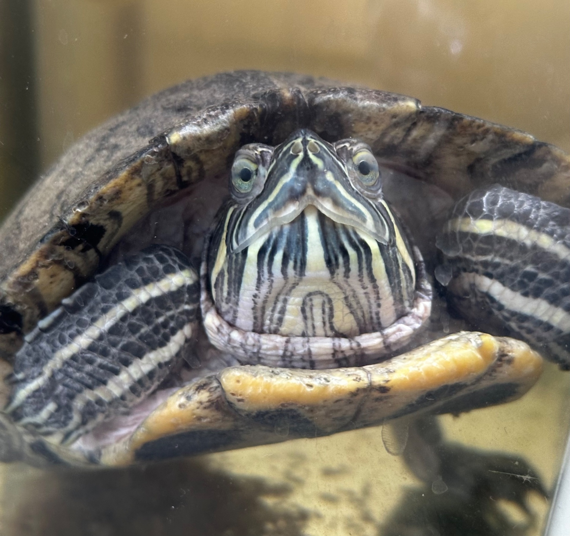 Віддам черепаху в хороші руки