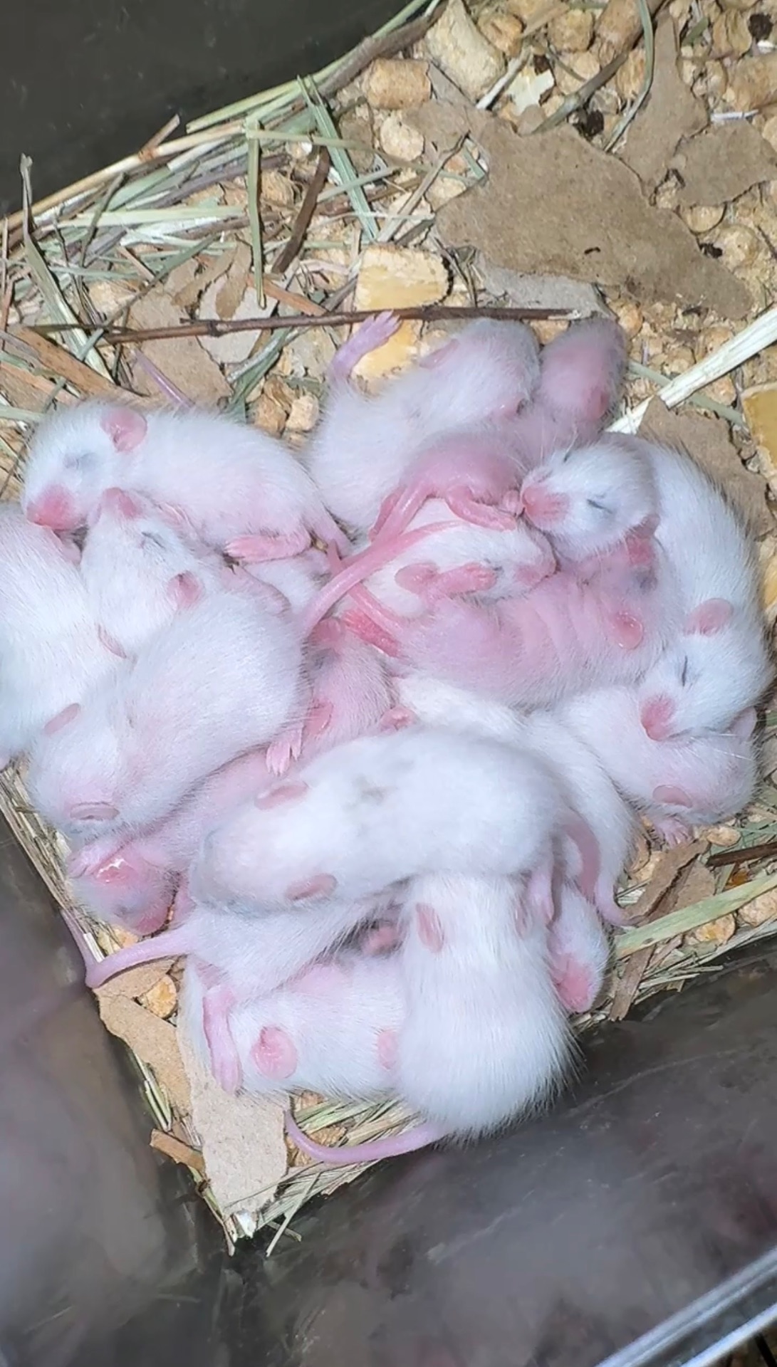 Мастомис белые мыши